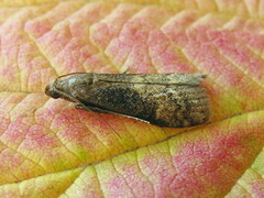 Euzophera fuliginosella