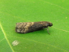 Euzophera fuliginosella