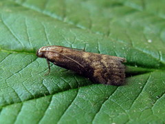 Euzophera fuliginosella