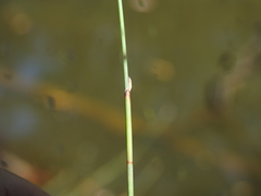 Machaerina juncea