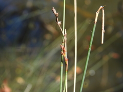 Machaerina juncea