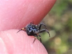 Araneus rotundulus