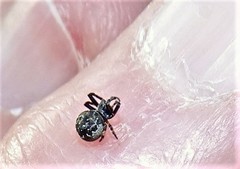 Araneus rotundulus