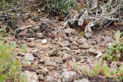 Caprimulgiformes
