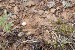 Caprimulgiformes