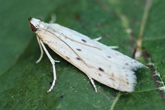 Phycitodes lacteella