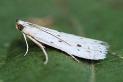Phycitodes lacteella