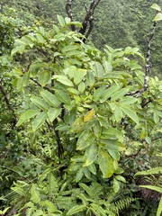 Polyscias oahuensis