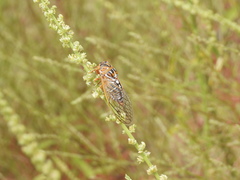 Megatibicen harenosus