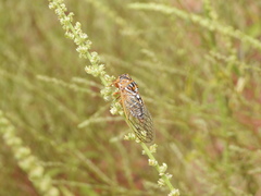 Megatibicen harenosus