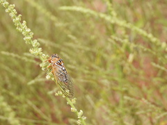 Megatibicen harenosus