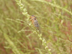 Megatibicen harenosus