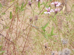 Melanoplus bowditchi