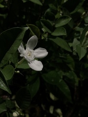 Magnoliopsida