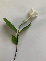Magnoliopsida