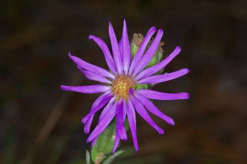 Image of Symphyotrichum pratense by (c) Michelle W. （鍾偉瑋）, some rights reserved (CC BY)
