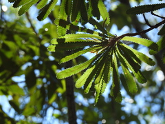 Banksia aemula