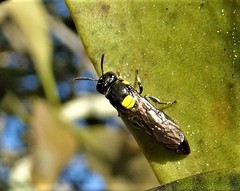 Amphylaeus obscuriceps