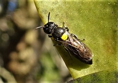 Amphylaeus obscuriceps