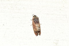 Cryptophlebia ombrodelta