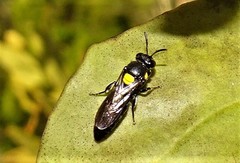 Amphylaeus obscuriceps