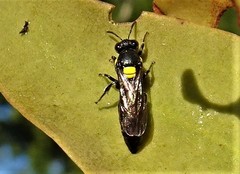 Amphylaeus obscuriceps