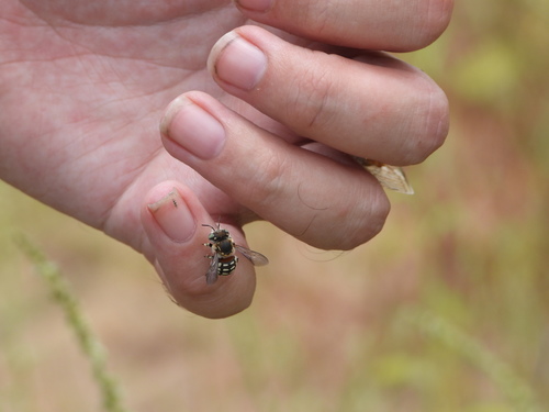 Porter's Wool-carder Bee photo 2
