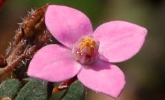 Boronia gracilipes