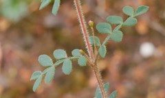 Boronia gracilipes
