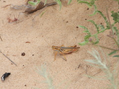Melanoplus foedus