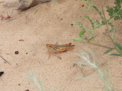Melanoplus foedus