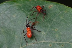 Dysdercus decussatus