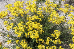 Senecio ilicifolius