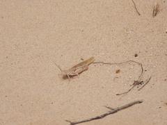 Trimerotropis agrestis
