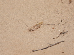 Trimerotropis agrestis