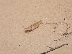 Trimerotropis agrestis