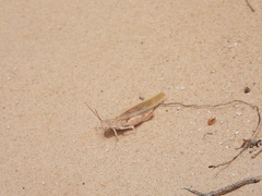 Trimerotropis agrestis