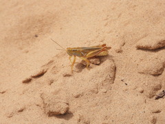 Melanoplus foedus