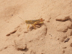 Melanoplus foedus