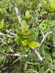 Syzygium sandwicense
