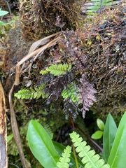 Adenophorus tamariscinus