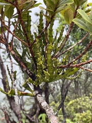 Korthalsella complanata