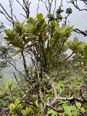 Korthalsella complanata