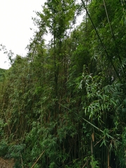 Bambusa pachinensis