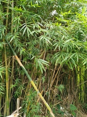 Bambusa pachinensis