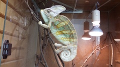 Chamaeleo calyptratus