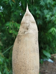 Bambusa pachinensis