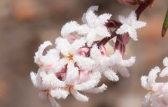 Leucopogon capitellatus