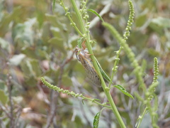 Megatibicen harenosus