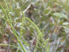 Megatibicen harenosus